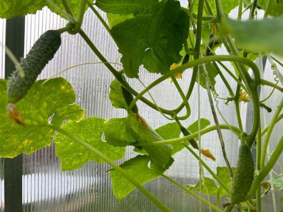 В Петербурге отметили День садовода